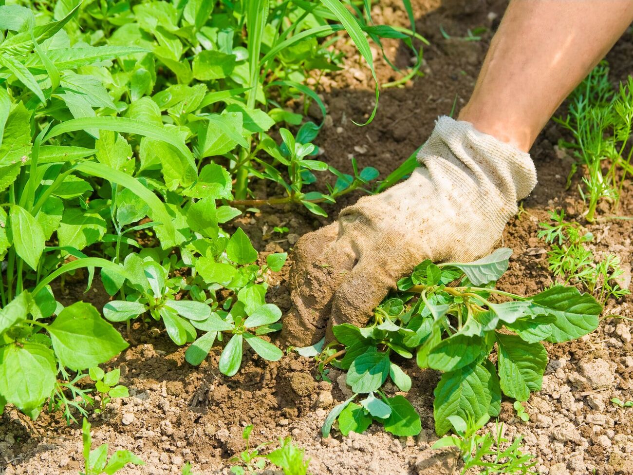 Для достижения наилучшего эффекта рекомендуется проводить обработку в солнечный день, когда нет дождя