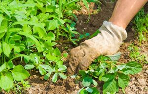 Для достижения наилучшего эффекта рекомендуется проводить обработку в солнечный день, когда нет дождя