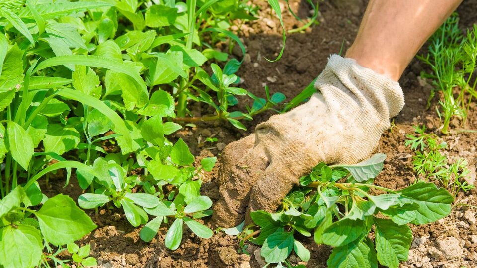 Для достижения наилучшего эффекта рекомендуется проводить обработку в солнечный день, когда нет дождя