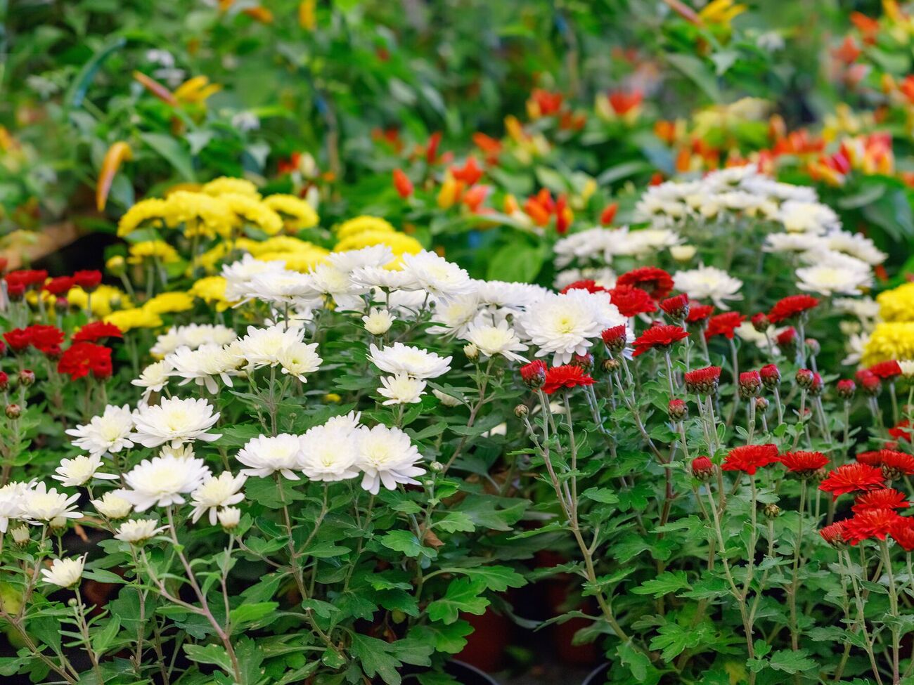 Хризантеми потрібно вчасно прищеплювати