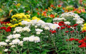 Хризантемы нужно вовремя прищипывать