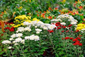 Хризантеми потрібно вчасно прищеплювати