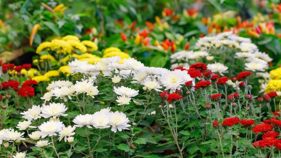 Хризантеми потрібно вчасно прищеплювати