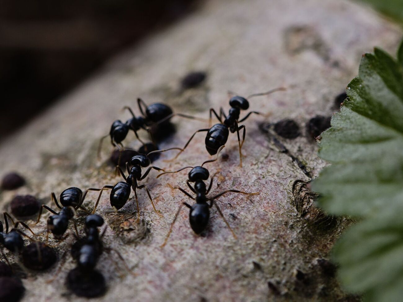 Садовник предостерег садовников от использования инсектицидов в борьбе с муравьями, призывая применять более гуманные методы