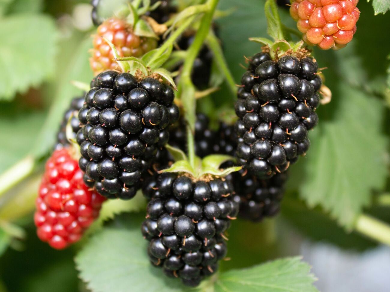 На ежевике следует оставлять только те ветки, которые не закрывают растению свет