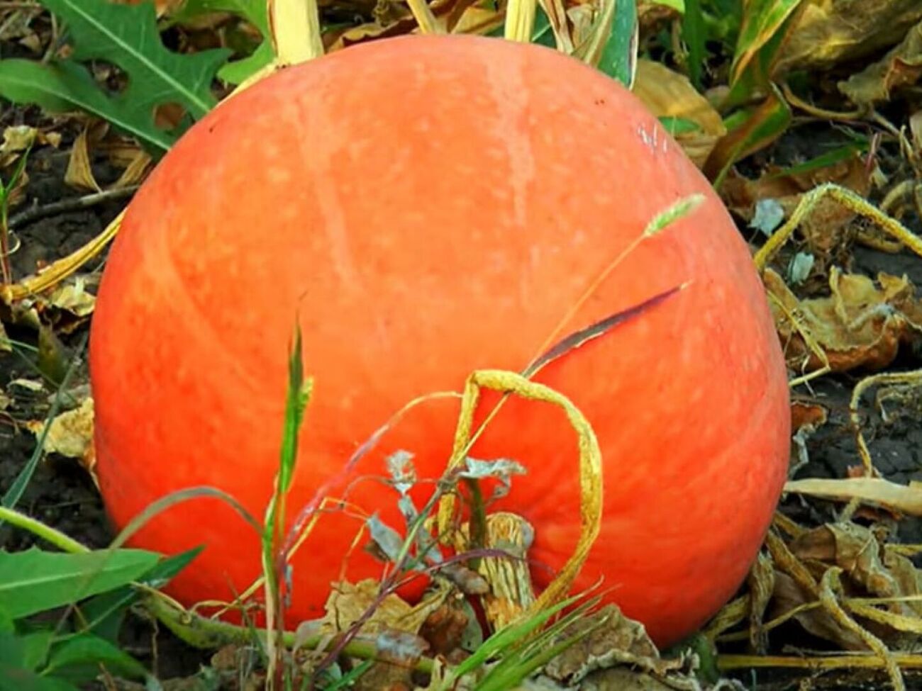 Тыкву нужно полить удобрением рано утром в теплую погоду