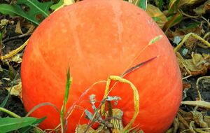 Тыкву нужно полить удобрением рано утром в теплую погоду