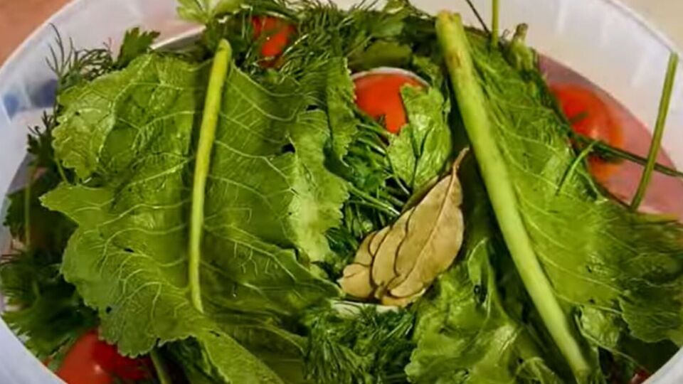 Ведро с помидорами нужно оставить в прохладном месте, чтобы они заквасились