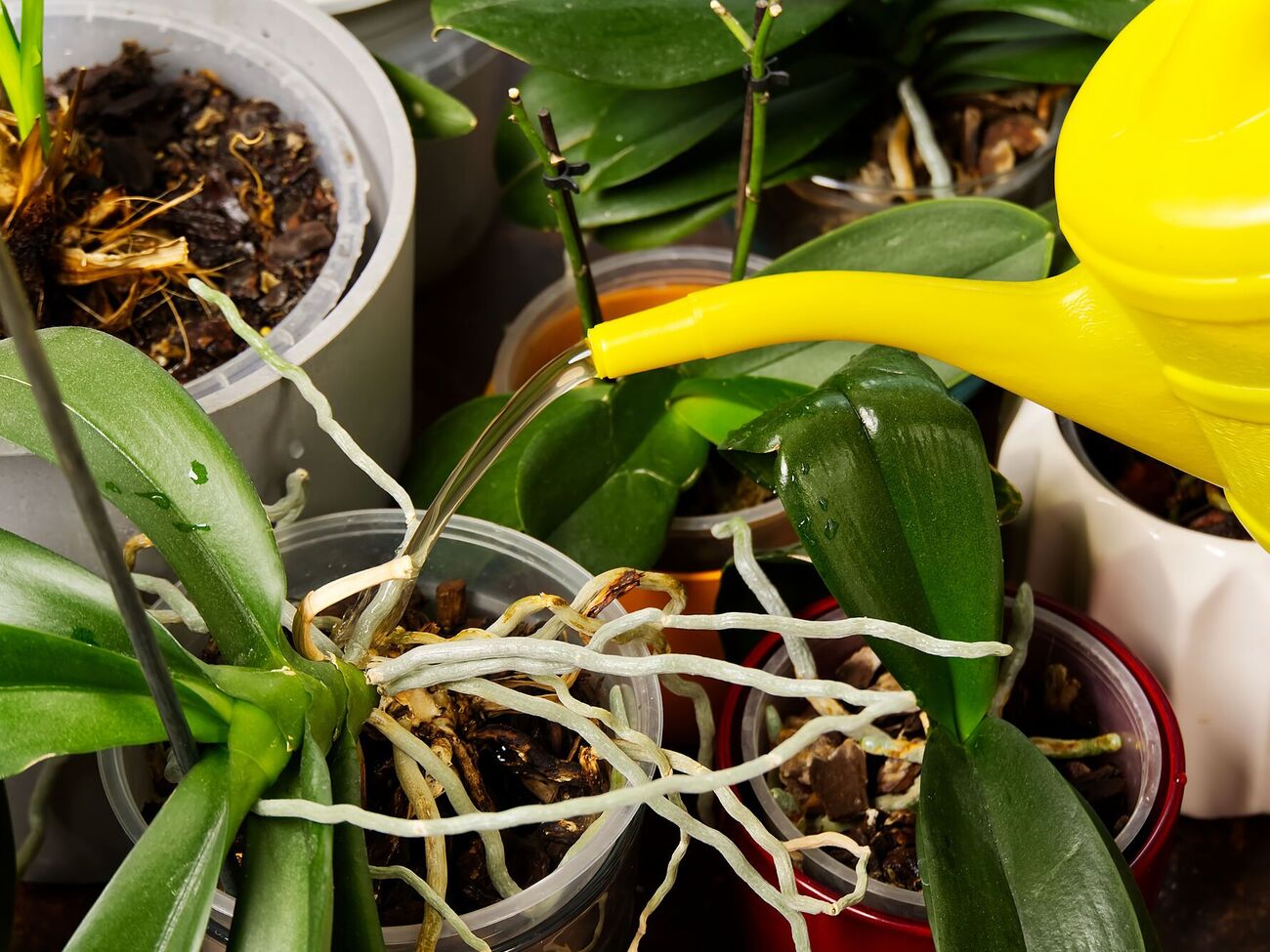 Щоб приготувати рисову воду, достатньо покласти рис у миску й залити холодною водою з-під крана