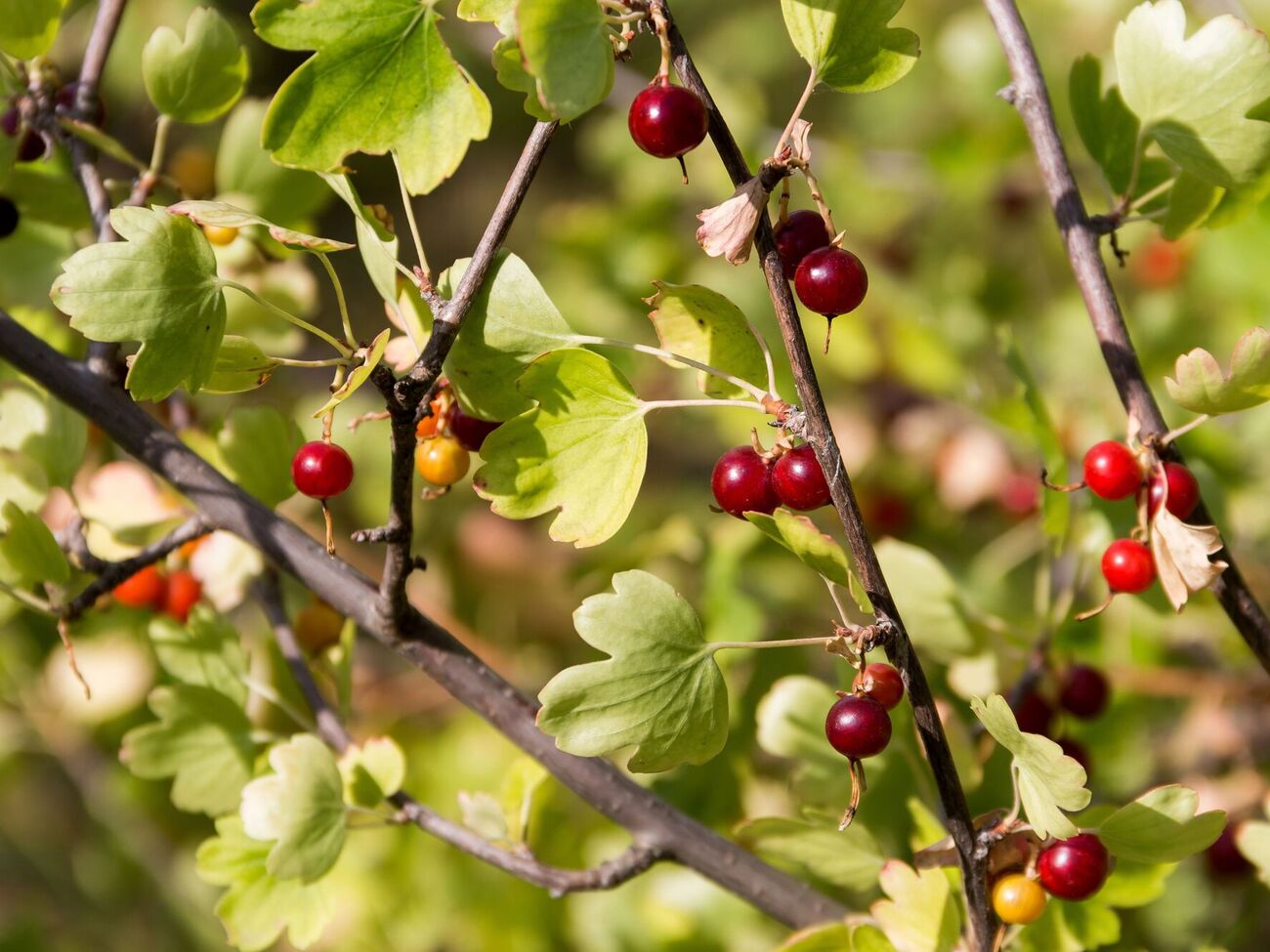 Смородина после плодоношения нуждается в подкормке, содержащей фосфор и калий