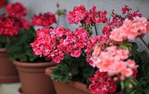 Йод допомагає герані формувати квітки з насиченим кольором