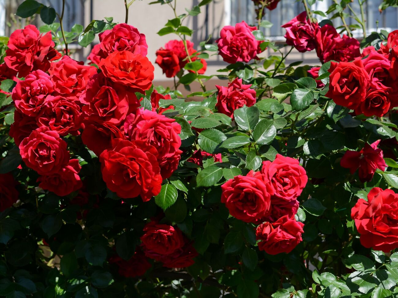 Регулярная обрезка увядших цветков роз позволит продлить вегетационный период на всю осень