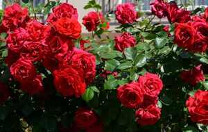 Регулярная обрезка увядших цветков роз позволит продлить вегетационный период на всю осень