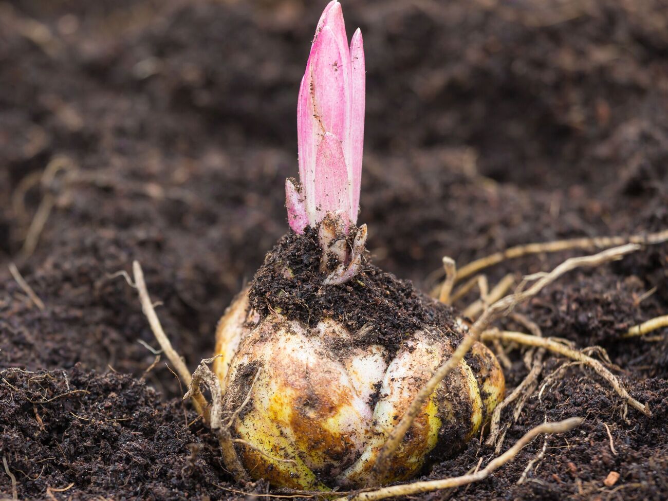 Для размножения лилий нужно выбирать большие здоровые луковицы