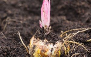 Для размножения лилий нужно выбирать большие здоровые луковицы