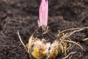 Для размножения лилий нужно выбирать большие здоровые луковицы