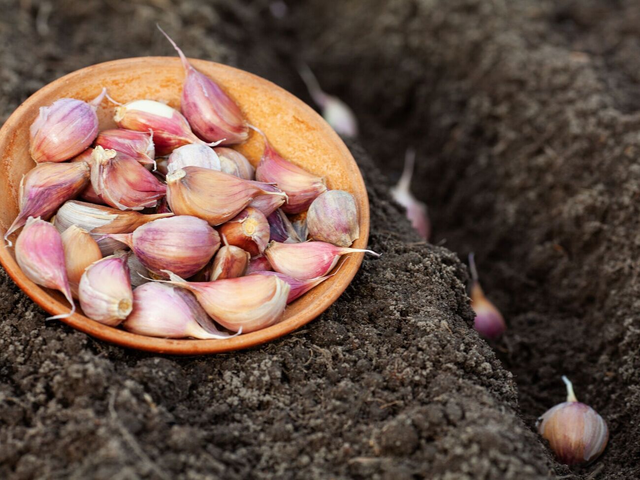 Почву после посадки нужно подпитать удобрениями