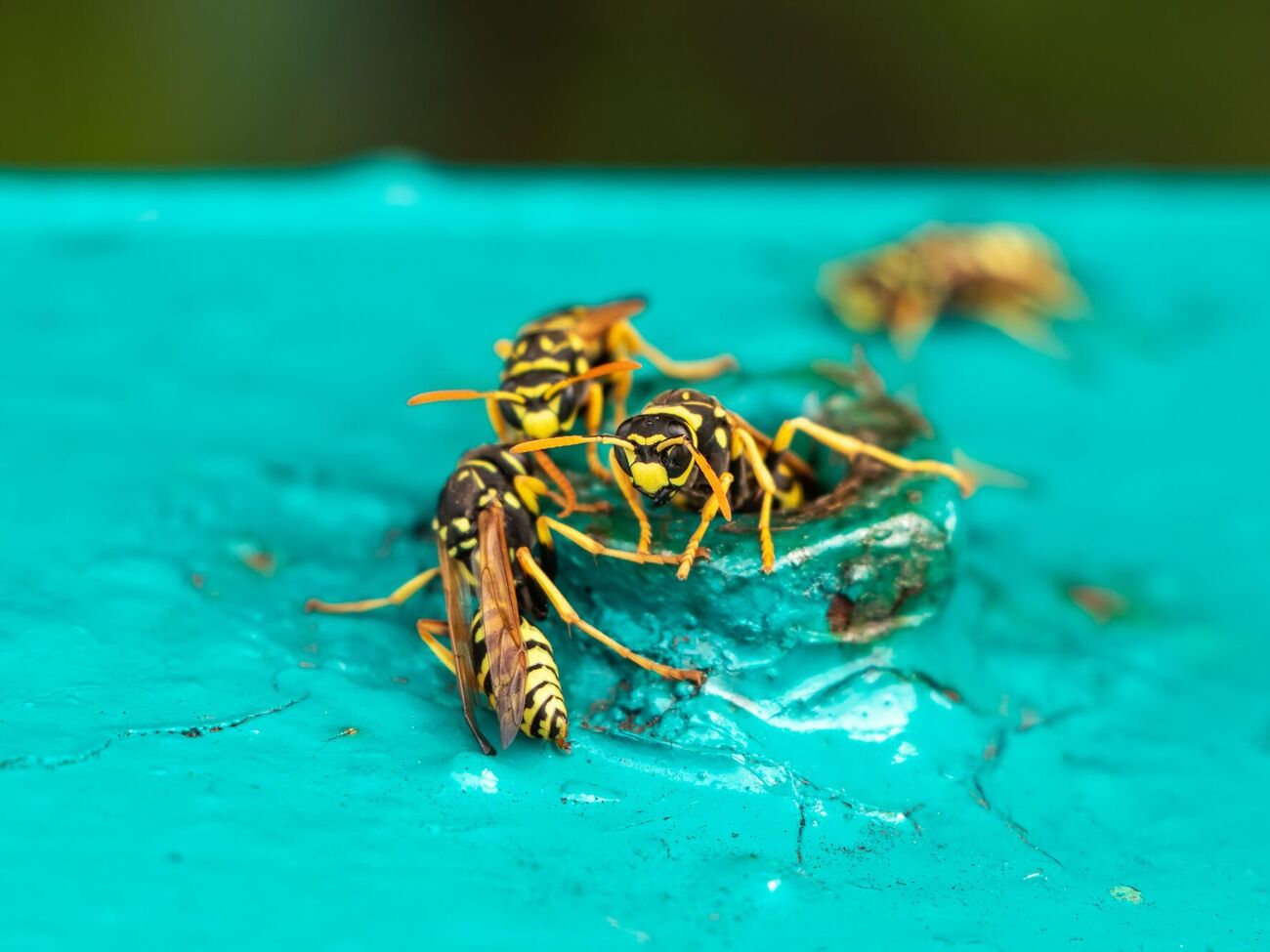 Прозрачный пакет с водой и монетами отпугивает ос