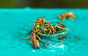 Прозрачный пакет с водой и монетами отпугивает ос