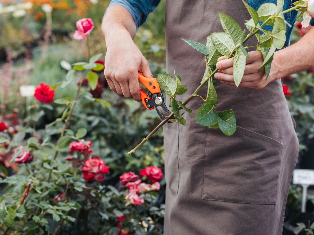 Даже многие опытные дачники забывают об опасности сильных потоков воздуха для роз
