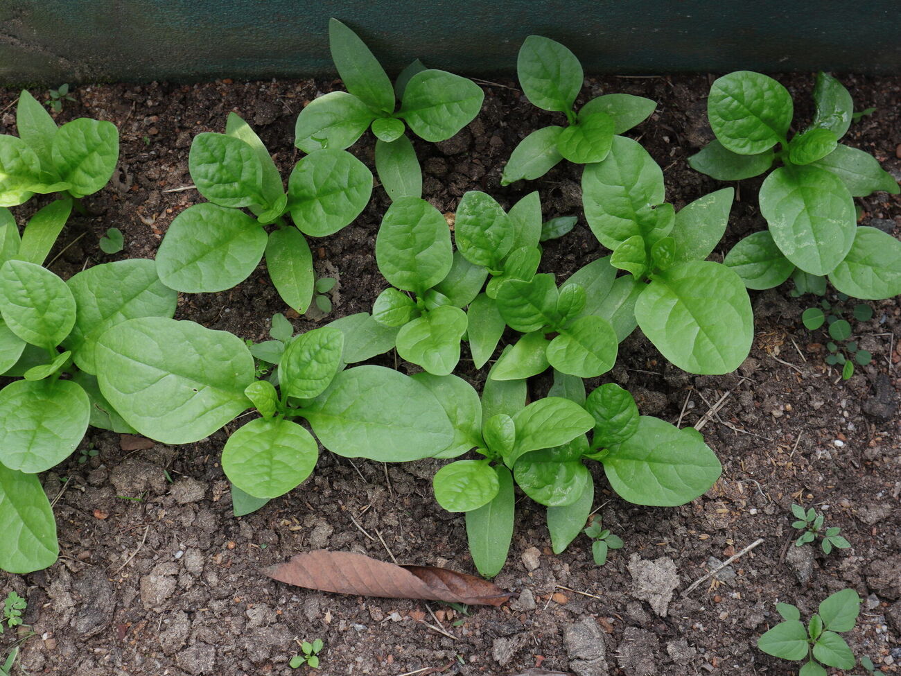 Шпинат хорошо реагирует на холод