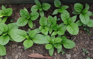 Шпинат хорошо реагирует на холод