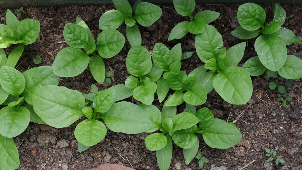 Шпинат хорошо реагирует на холод