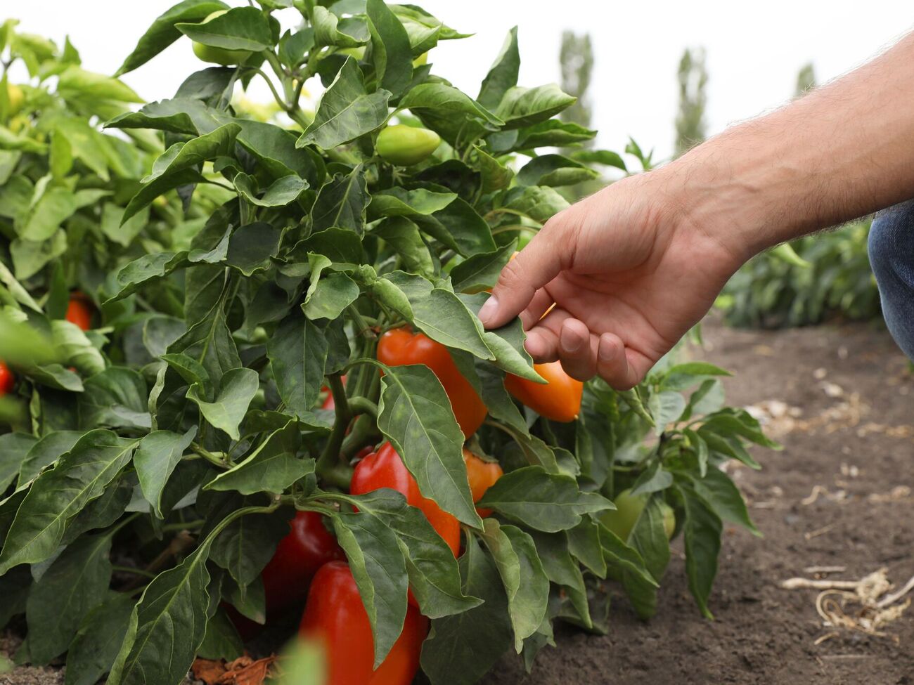 Перець – це не однорічна рослина і вона може рости у кімнаті