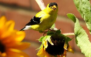 Существует несколько способов защитить подсолнухи от птиц