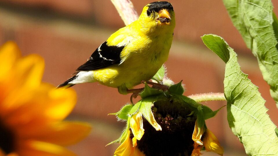 Существует несколько способов защитить подсолнухи от птиц
