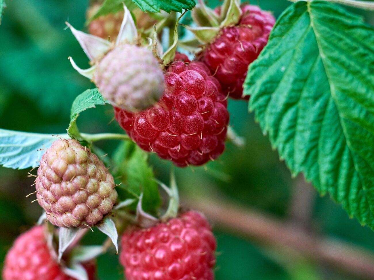 Важно подготовить ягодные кусты к новому сезону осенью