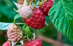 Важливо підготувати ягідні кущі до нового сезону восени