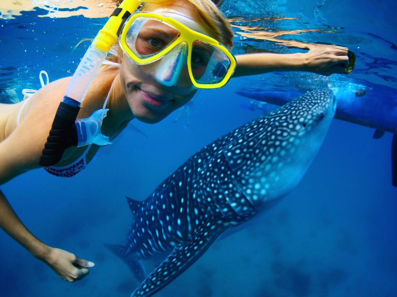 30 августа международная общественность поднимает вопрос о защите китовой акулы