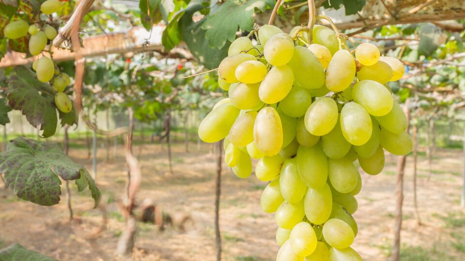 Для винограду особливо корисна хвойна, листова й соняшникова зола