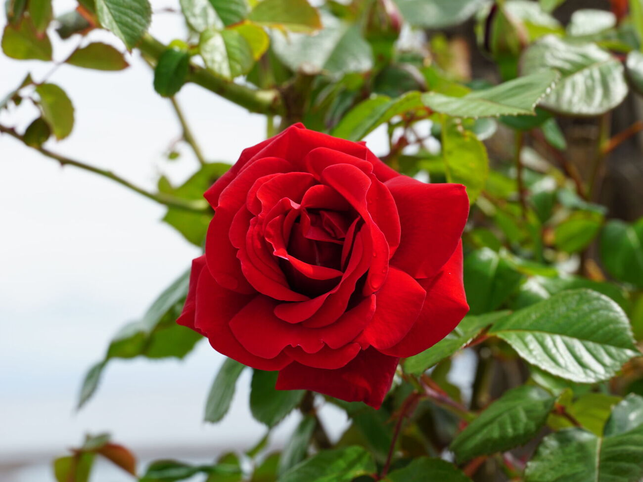 Во время обрезки нужно срезать все пересекающиеся ветви и слабые побеги