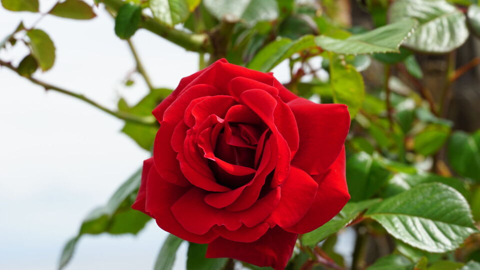 Під час обрізання потрібно зрізати всі гілки, які перетинаються, і слабкі пагони