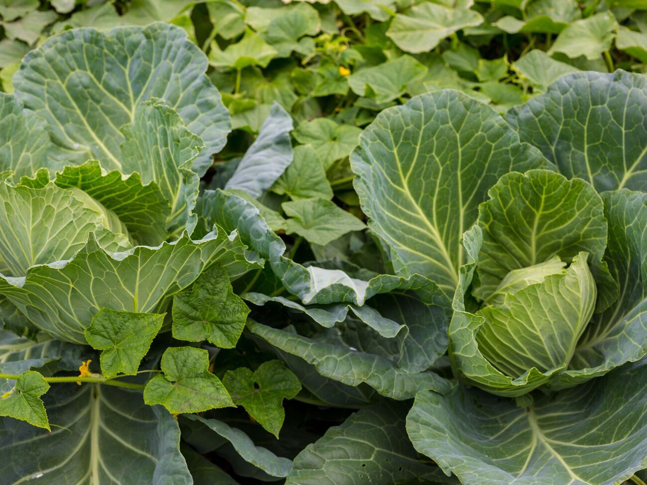 При правильных подкормках будет хороший урожай