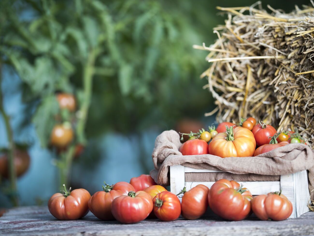 Для длительного хранения подходят немного неспелые томаты