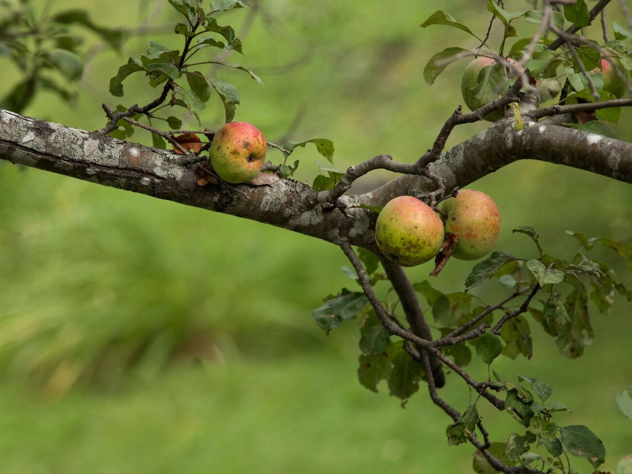 Старая яблоня может плодоносить и в 20 лет