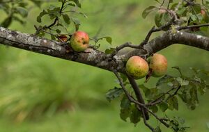 Старая яблоня может плодоносить и в 20 лет