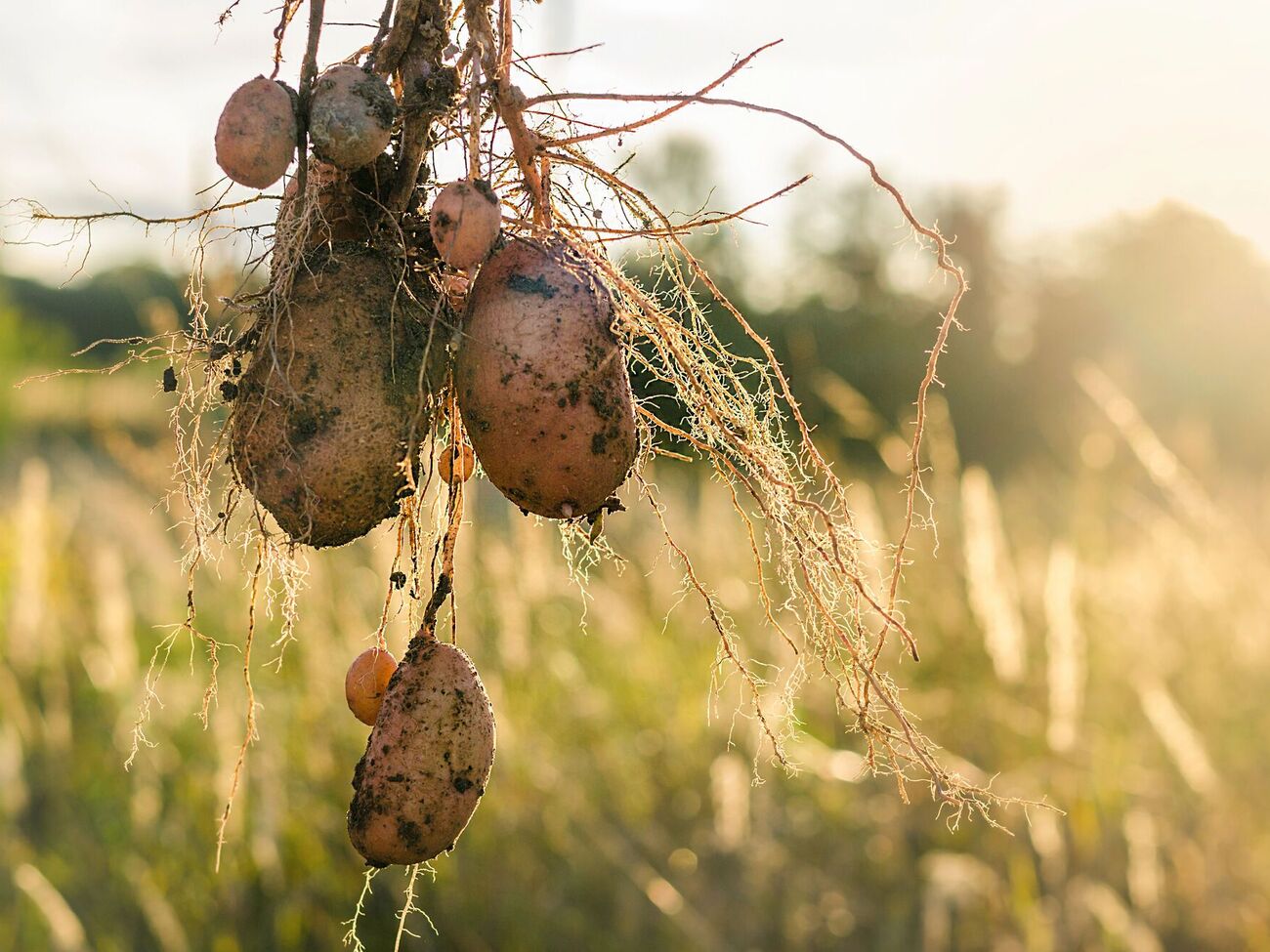 В сети называют завершение сбора урожая картофеля праздником