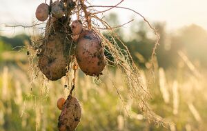 У мережі називають завершення збирання врожаю картоплі святом