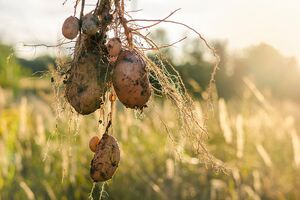 В сети называют завершение сбора урожая картофеля праздником