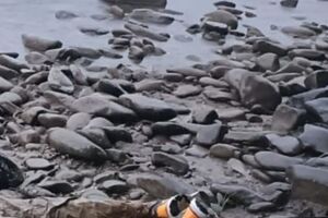 Это 39-й случай обнаружения тела мужчины на речном участке границы