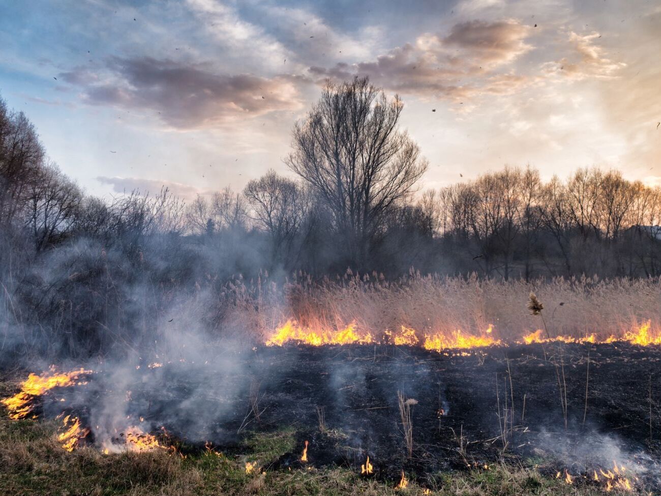 Пожарную опасность прогнозируют в течение 30 августа – 1 сентября