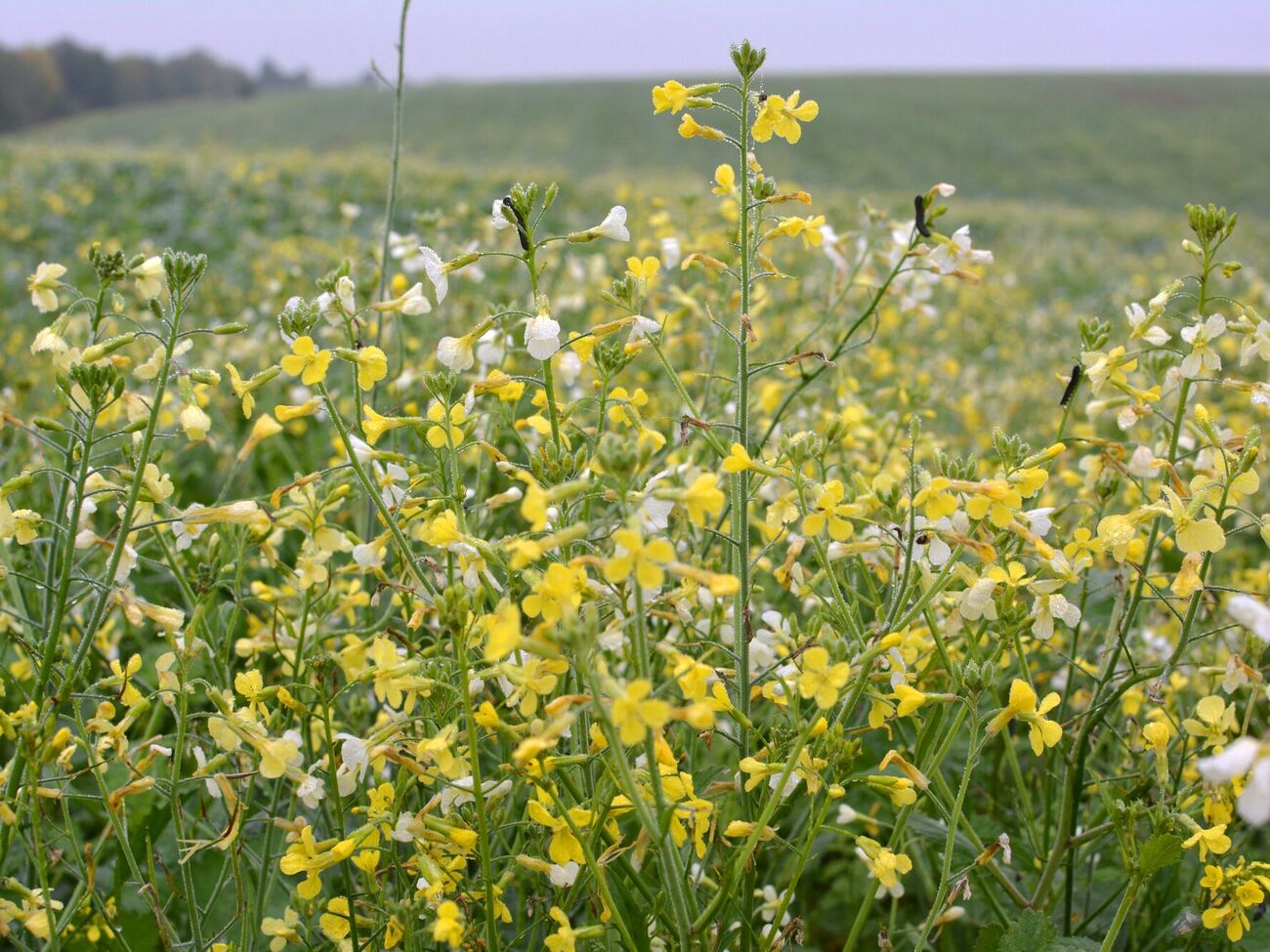 Горчицу сеют восстановления плодородия и других ценных свойств почвы
