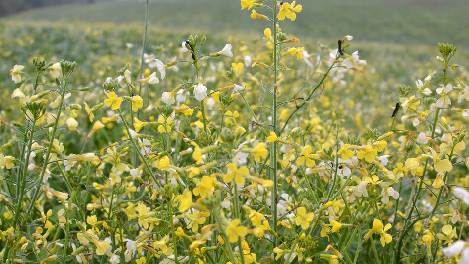 Горчицу сеют восстановления плодородия и других ценных свойств почвы