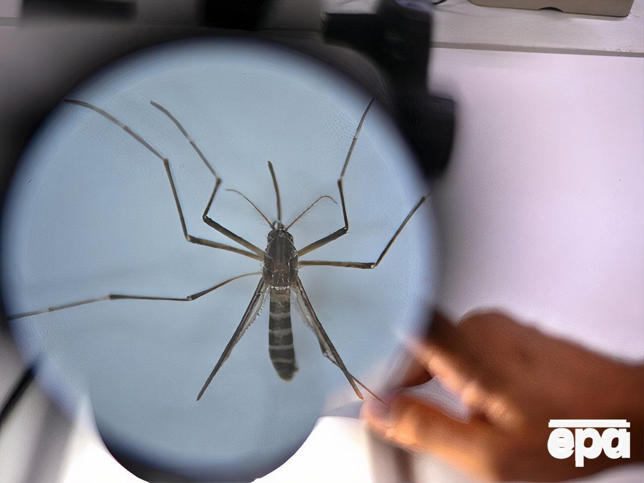 Гарячка Західного Нілу – вірусна хвороба, яка передається через укуси комарів