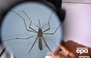 Гарячка Західного Нілу – вірусна хвороба, яка передається через укуси комарів