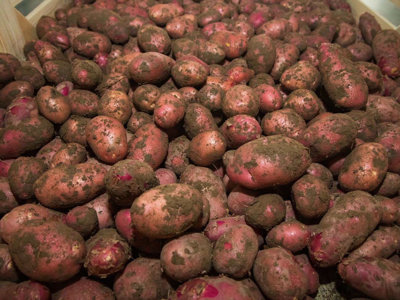 Картофель следует хранить в прохладном, сухом помещении без доступа света